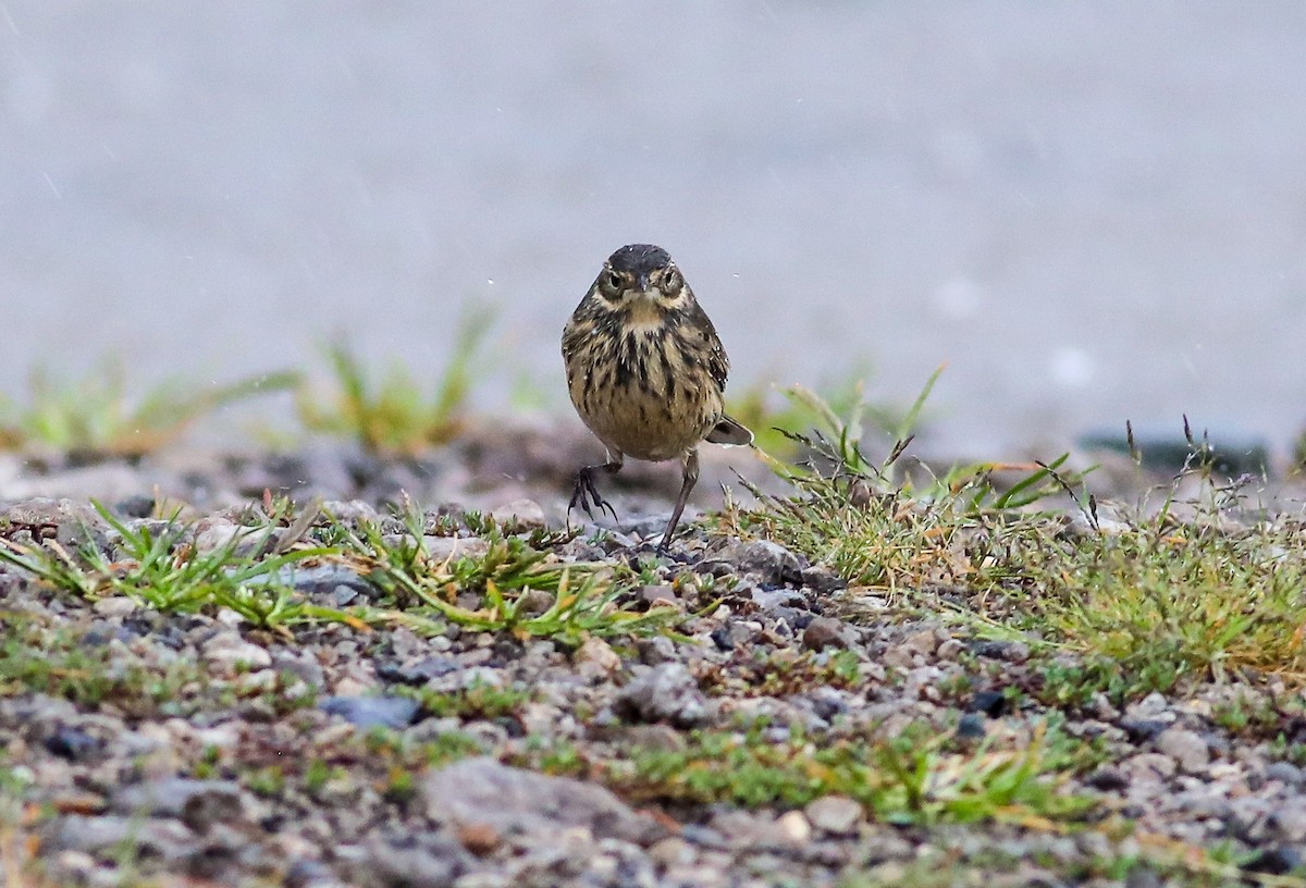 American Pipit - ML623409850