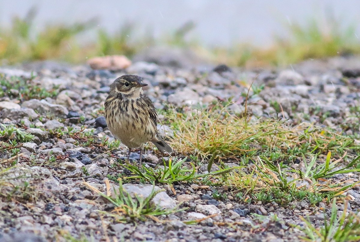 American Pipit - ML623409851