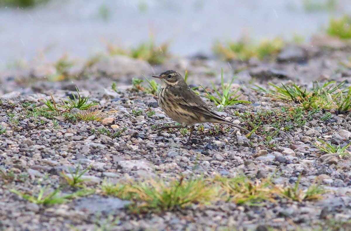 American Pipit - ML623409852