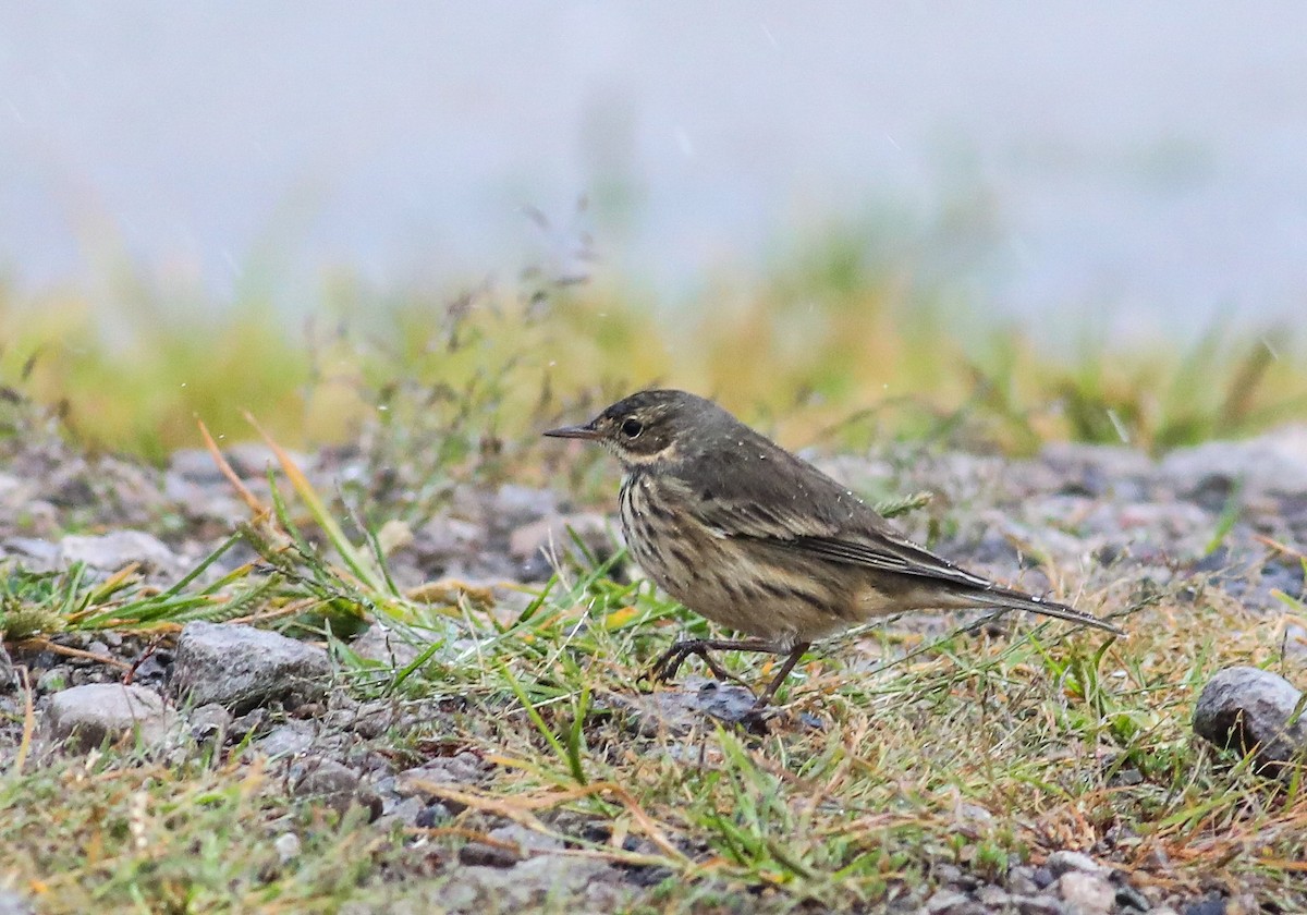 American Pipit - ML623409854