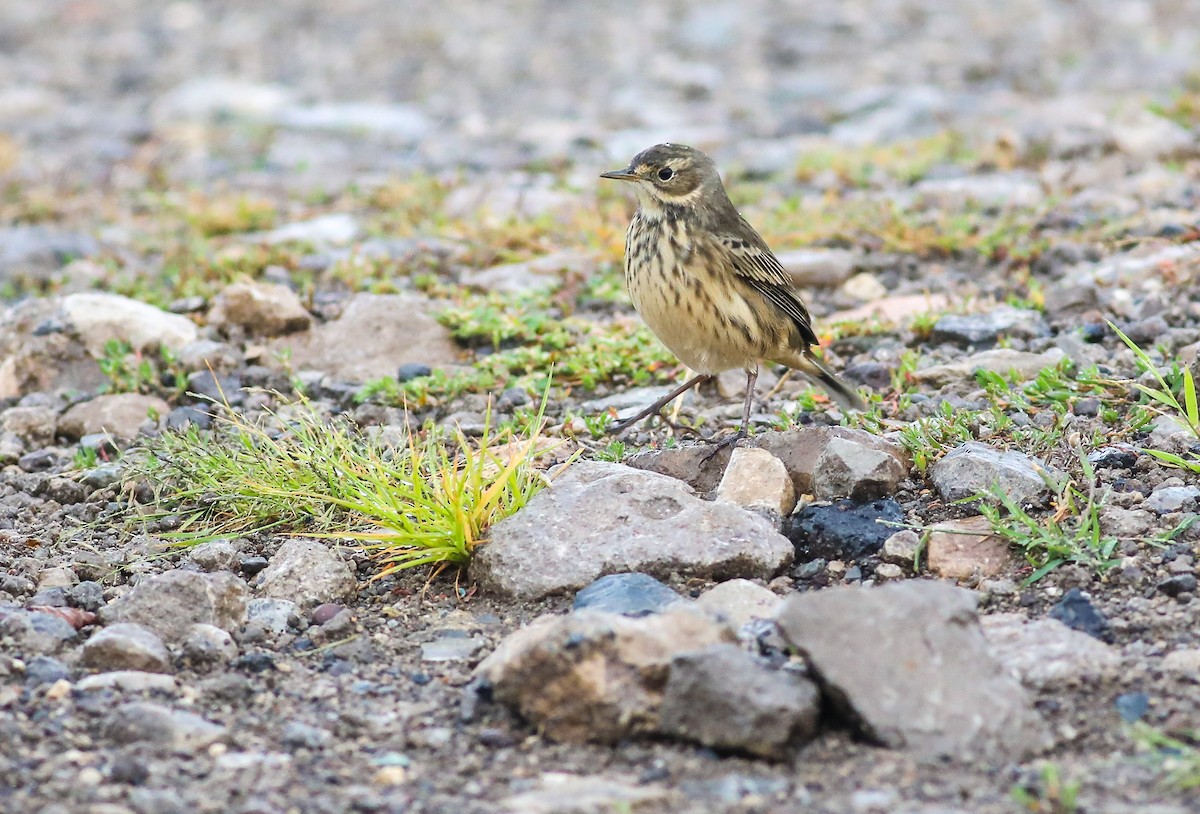 American Pipit - ML623409855