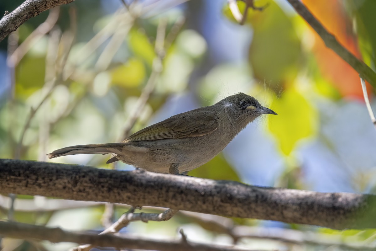 White-gaped Honeyeater - ML623409868