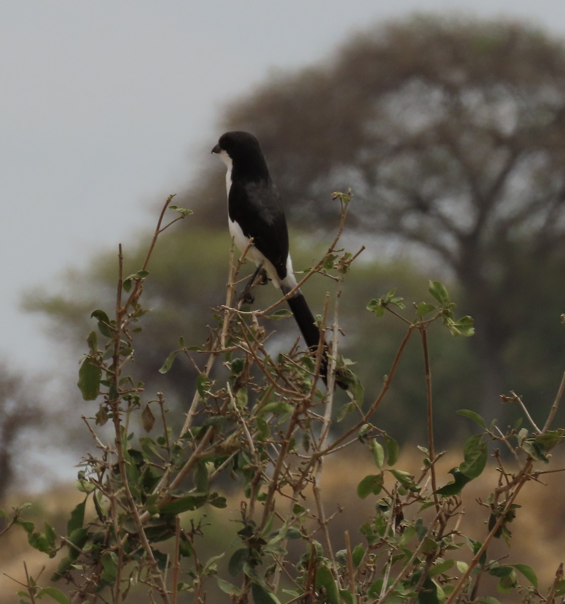 Long-tailed Fiscal - ML623409876