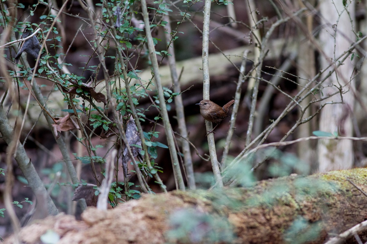 Winter Wren - ML623409908