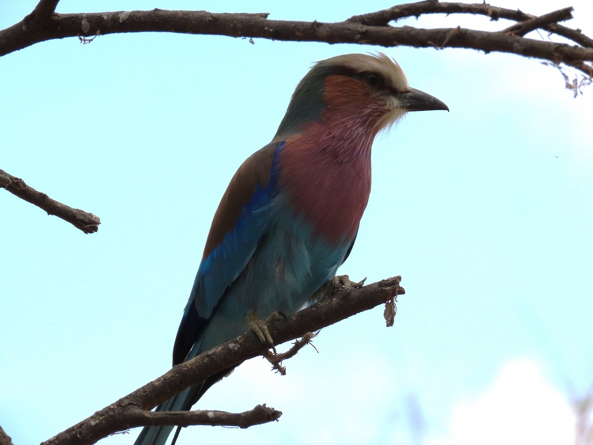 Lilac-breasted Roller - ML623409909