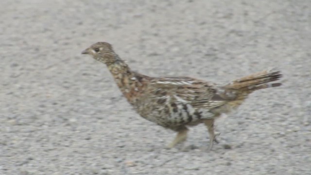 jeřábek kanadský - ML623409928