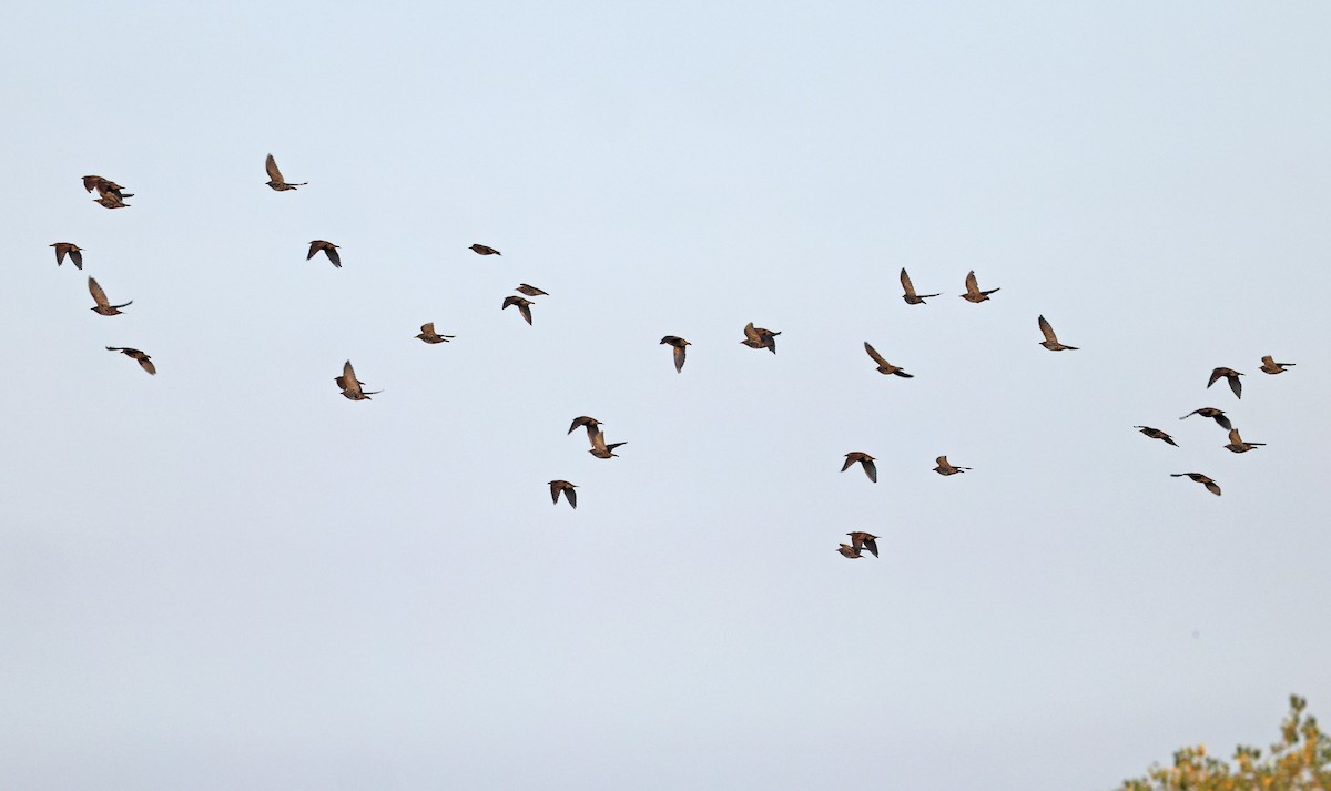 European Starling - ML623410032