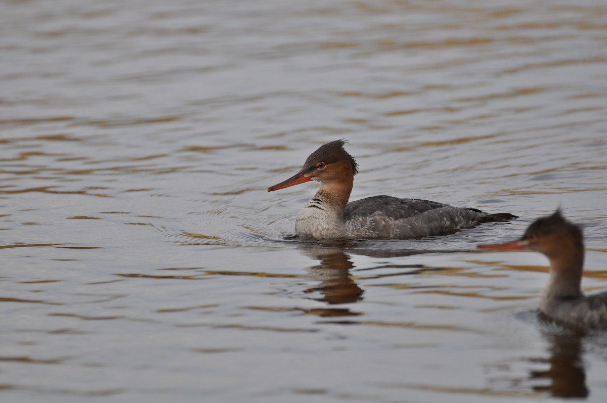 Red-breasted Merganser - ML623410055