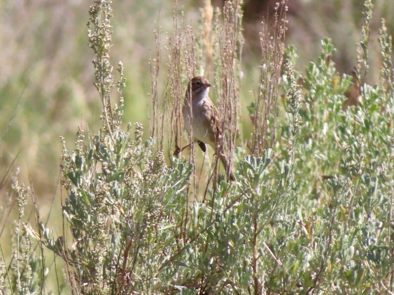 Brewer's Sparrow - ML623410081