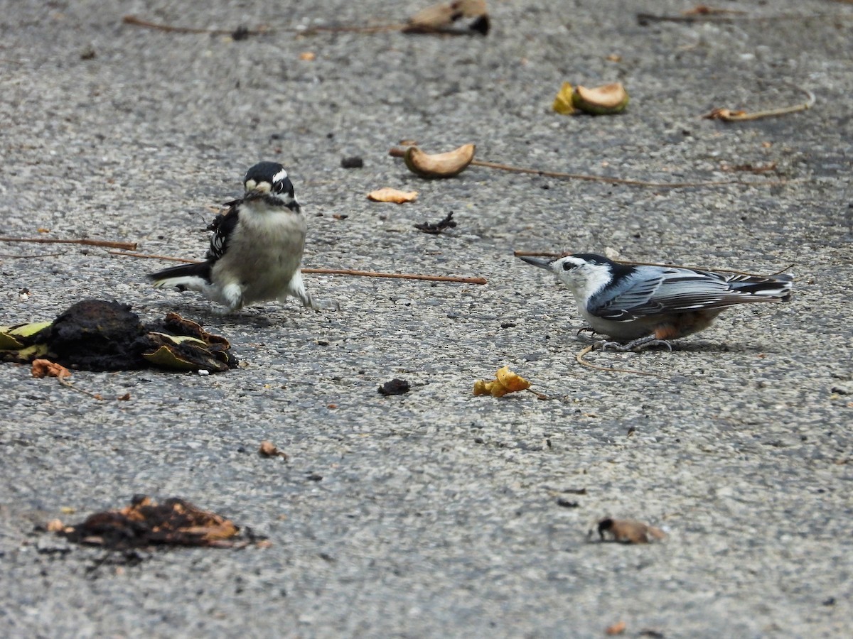 Downy Woodpecker - ML623410120