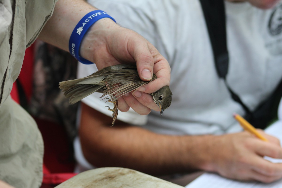 Gray-cheeked Thrush - ML623410127