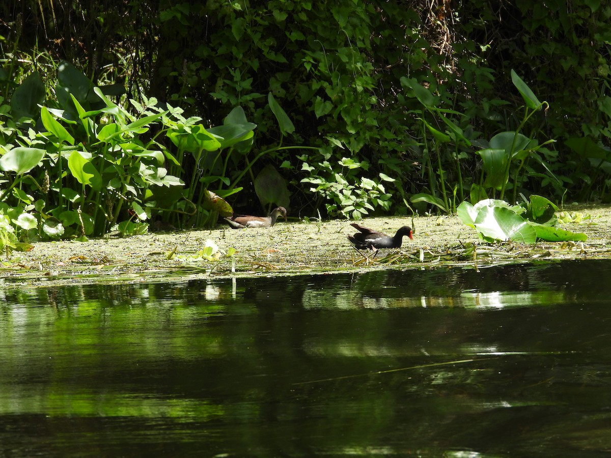 Common Gallinule - ML623410236