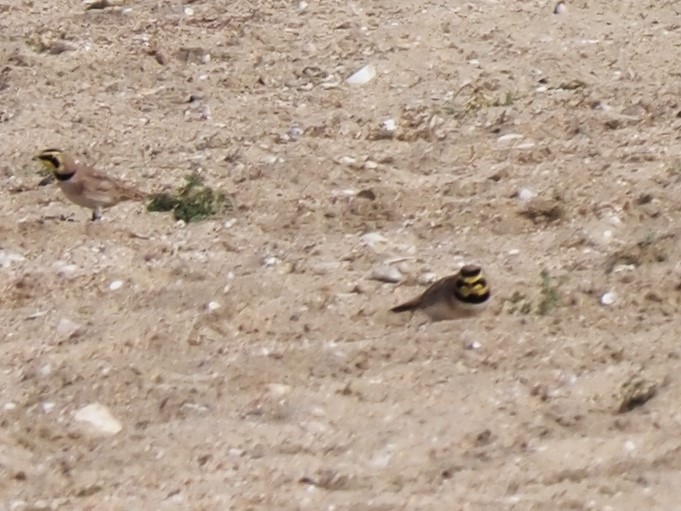 Horned Lark - ML623410257