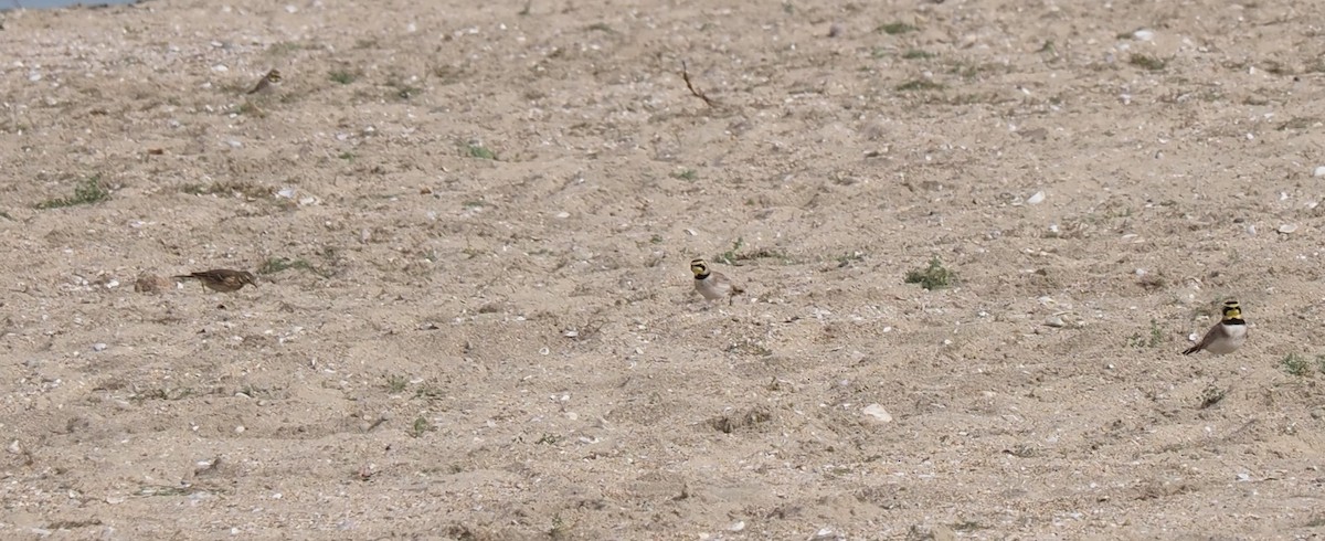 Horned Lark - Uma Sachdeva