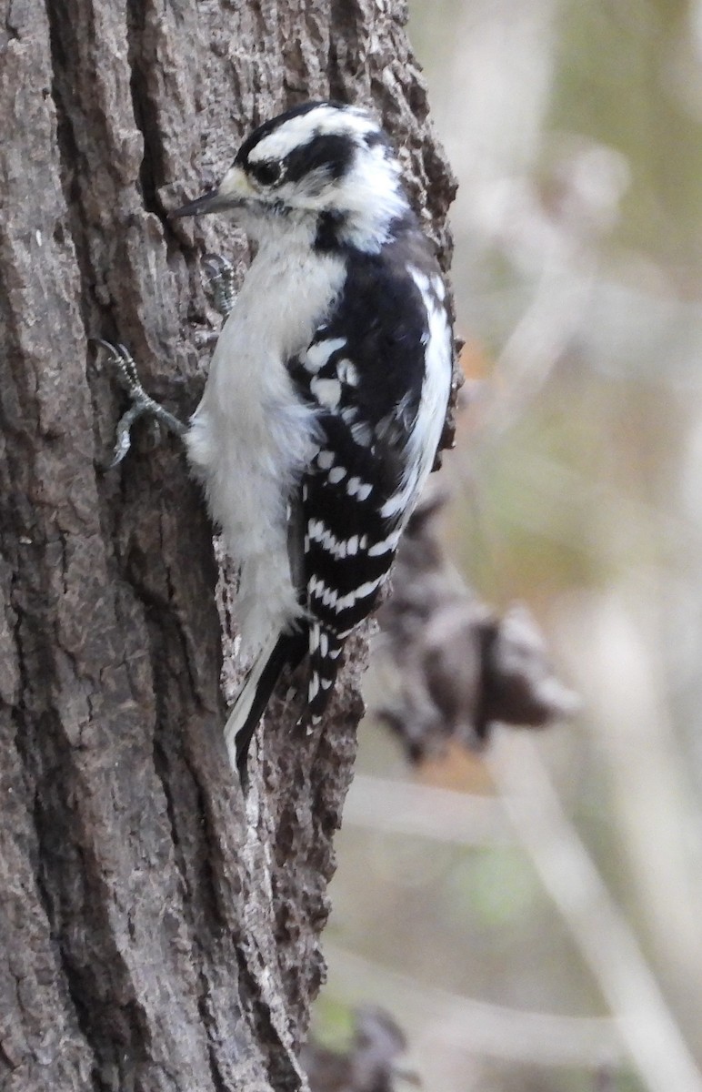 Downy Woodpecker - ML623410263
