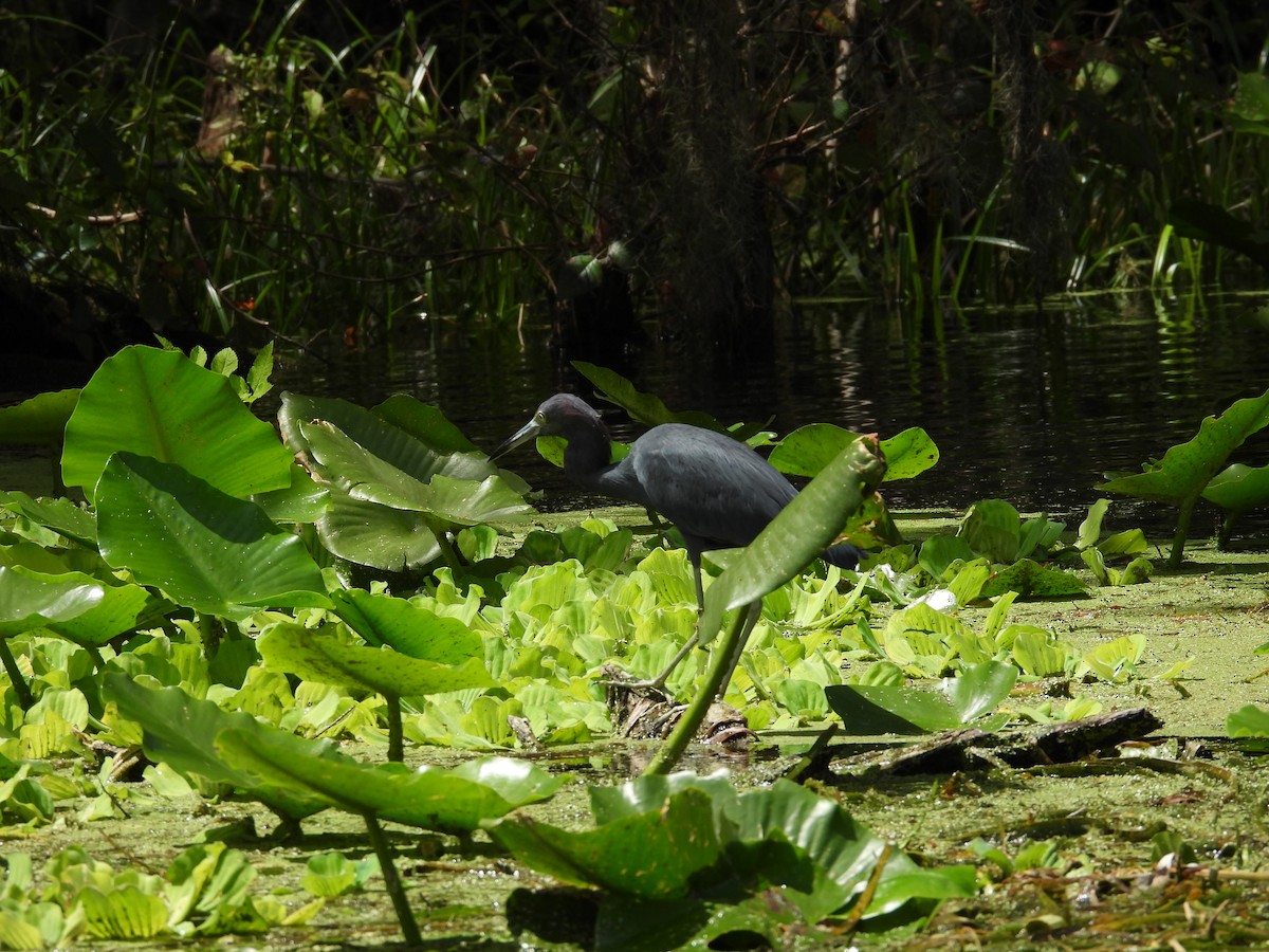 Little Blue Heron - ML623410264