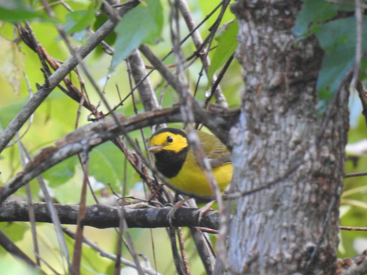 Hooded Warbler - David LaGrange