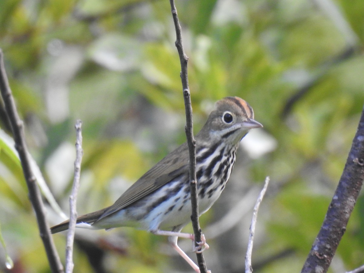 Ovenbird - ML623410268