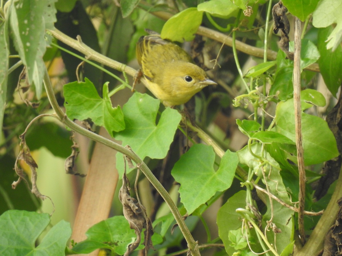 Yellow Warbler - ML623410286