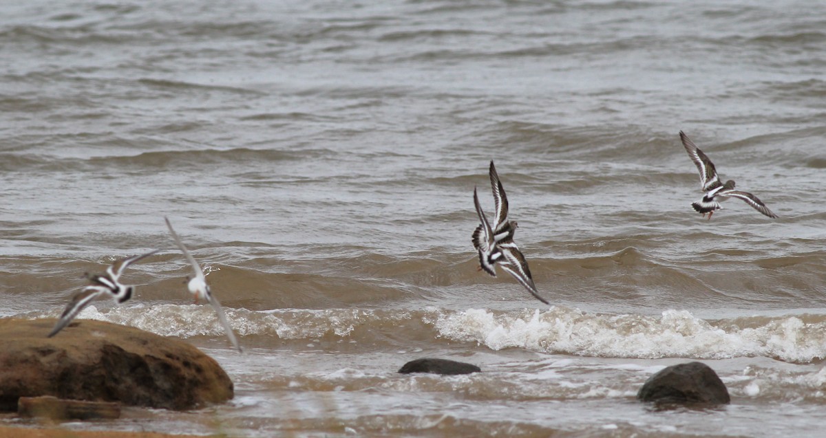 Ruddy Turnstone - ML623410295