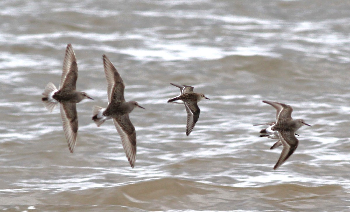 White-rumped Sandpiper - ML623410301