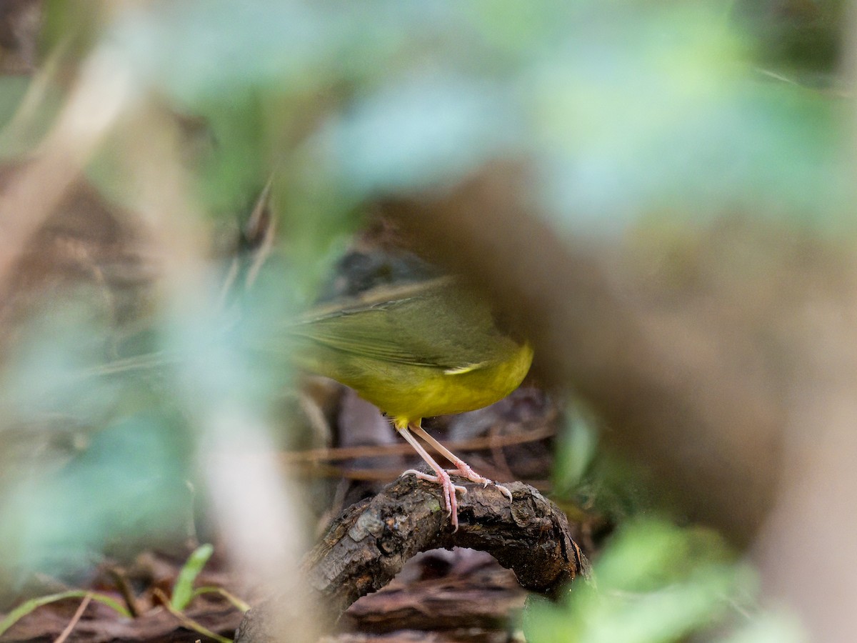 Kentucky Warbler - ML623410314