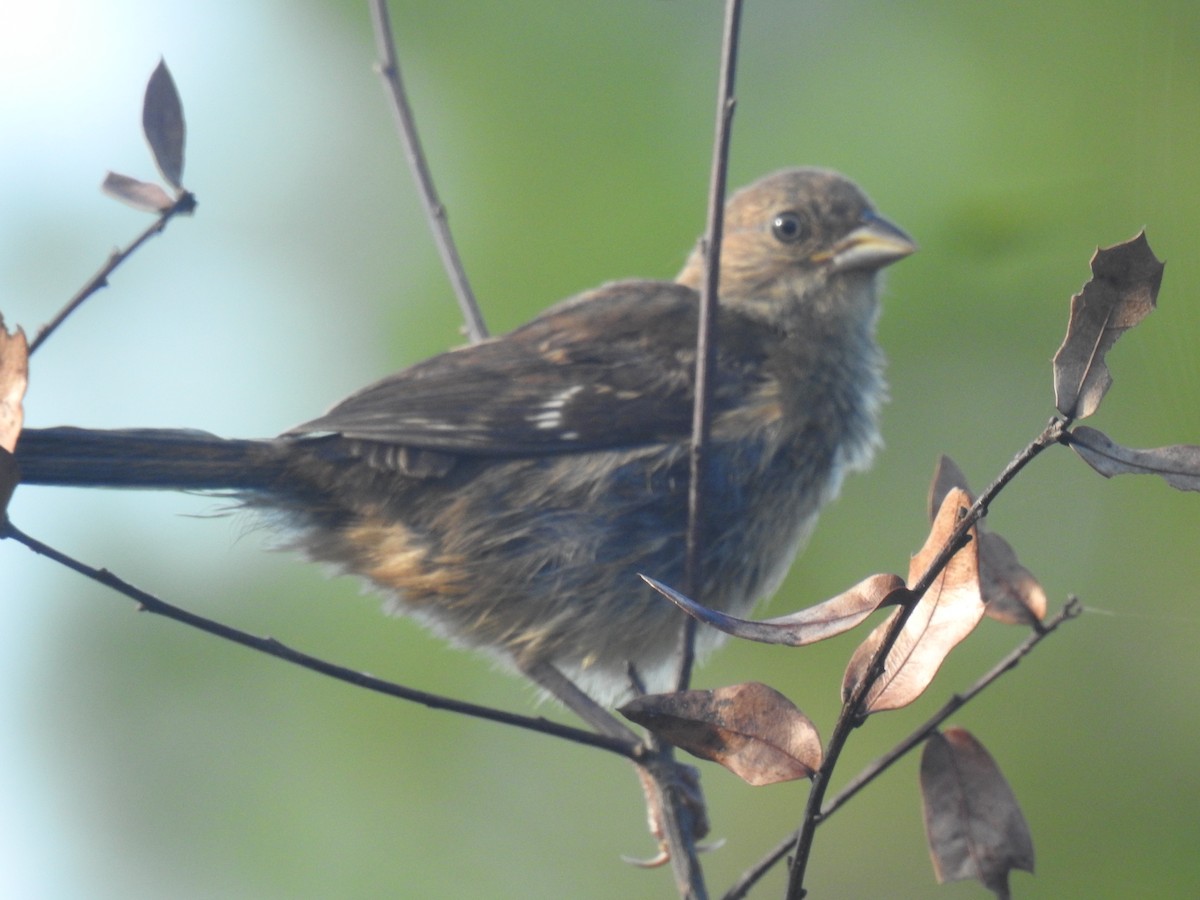 Eastern Towhee - ML623410341