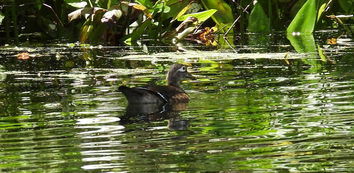 Pato Joyuyo - ML623410364