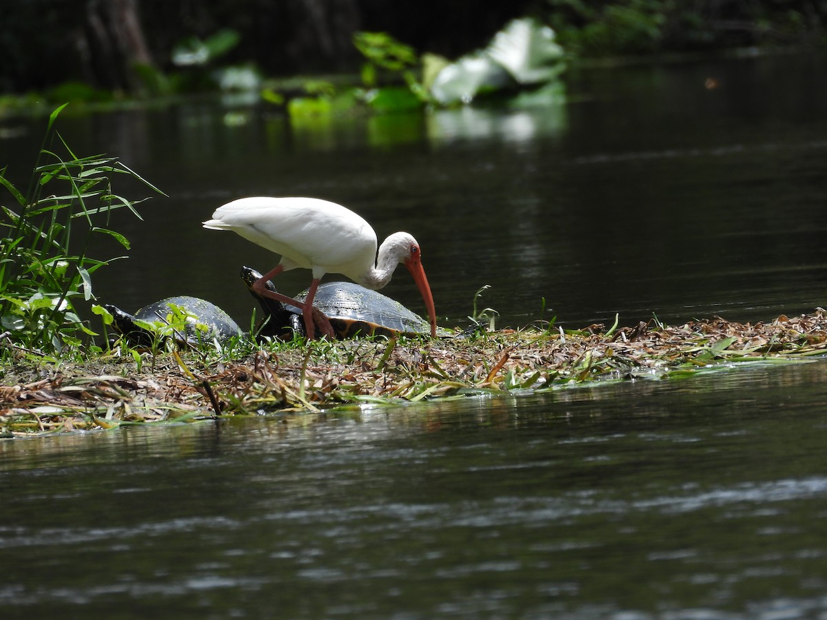 Ibis Blanco - ML623410397