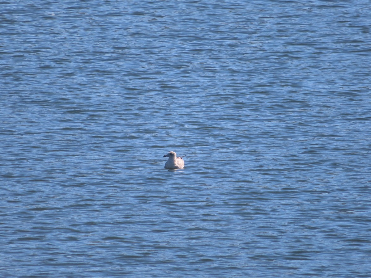 California Gull - ML623410421