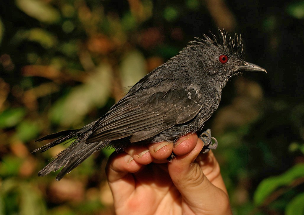 White-shouldered Antshrike - ML623410485