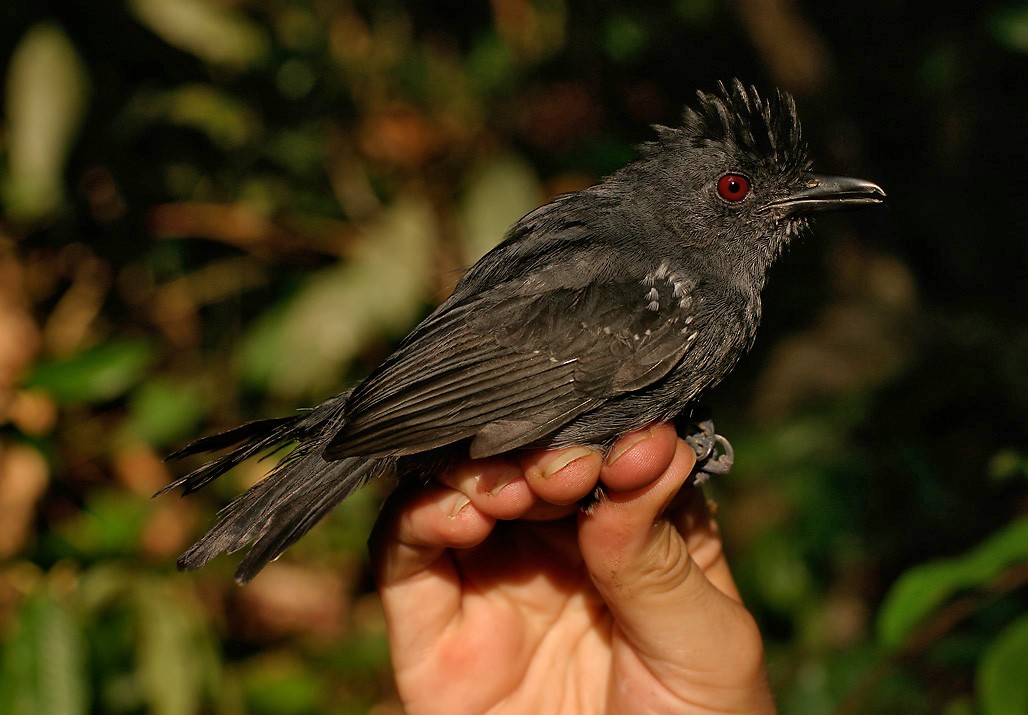 White-shouldered Antshrike - ML623410486