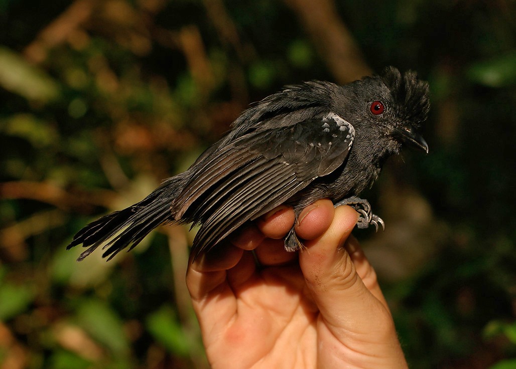 White-shouldered Antshrike - ML623410487