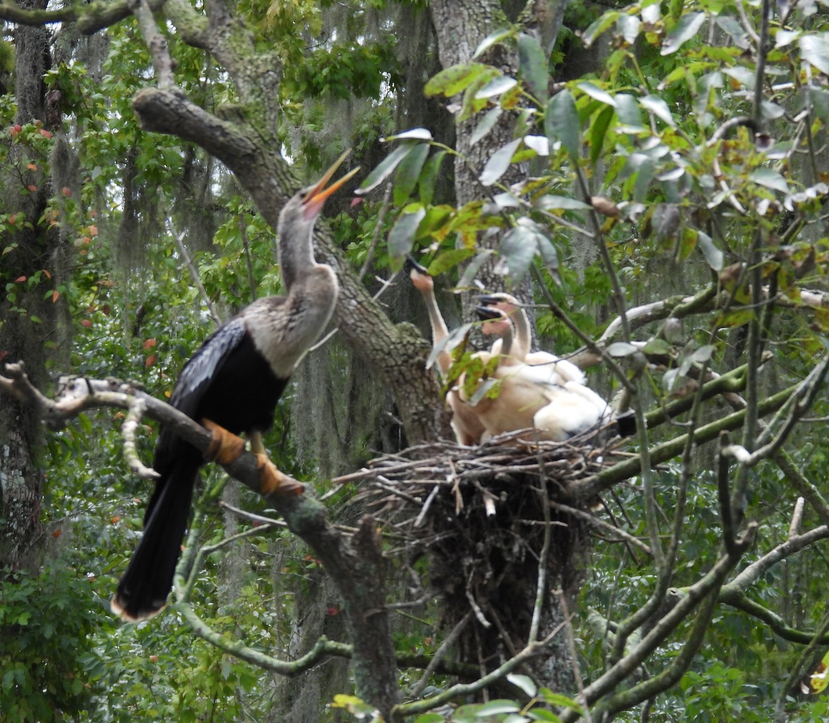 Anhinga Americana - ML623410495