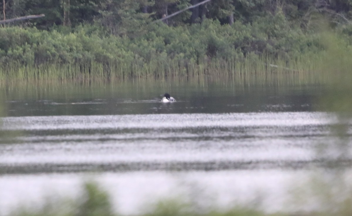 Common Loon - ML623410505