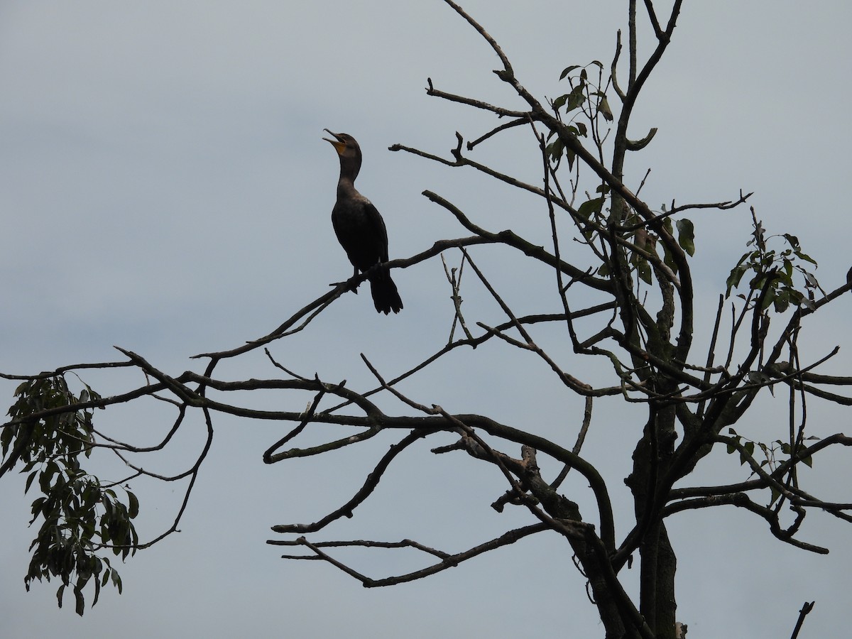 Double-crested Cormorant - ML623410517