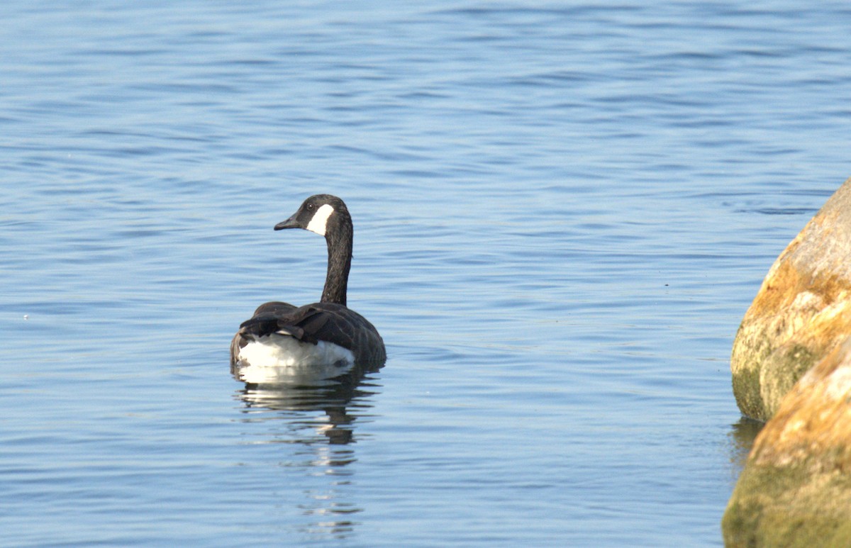 Canada Goose - ML623410535