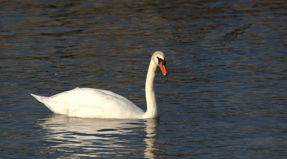 Mute Swan - ML623410541