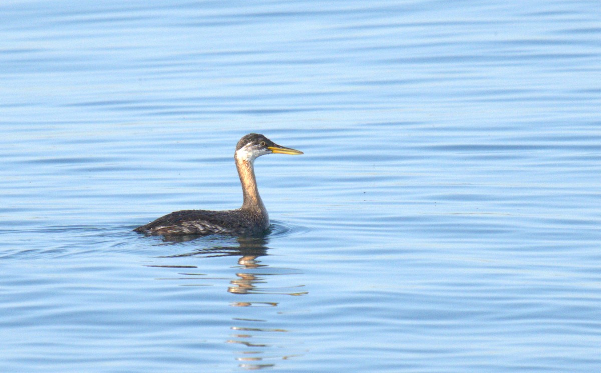 Red-necked Grebe - AJAY ARNOLD