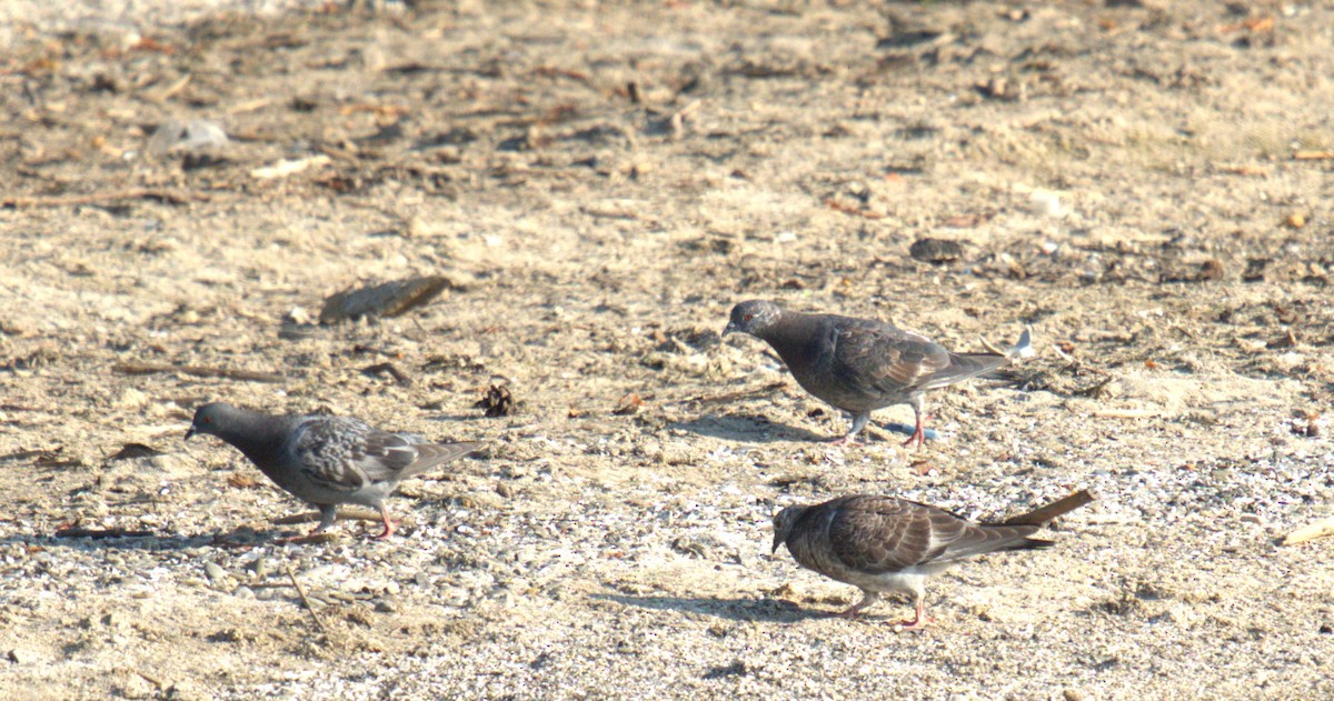 Rock Pigeon (Feral Pigeon) - ML623410546