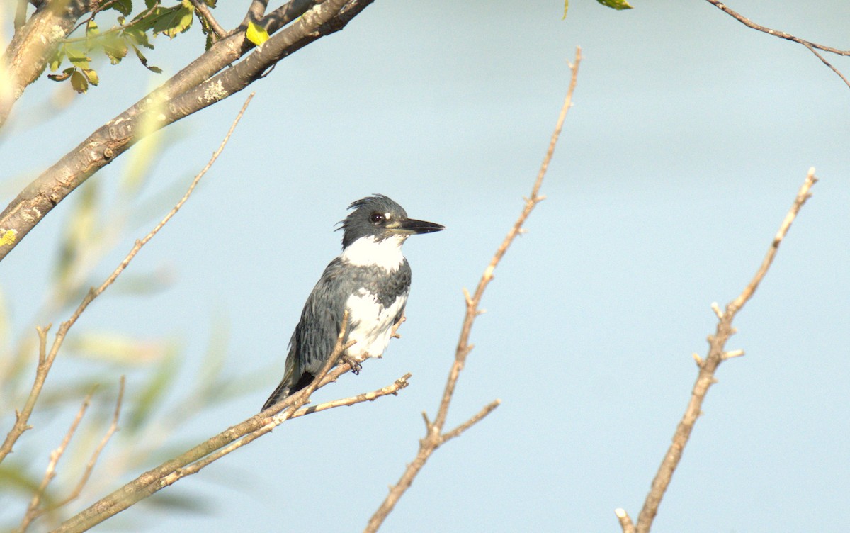 Belted Kingfisher - ML623410548