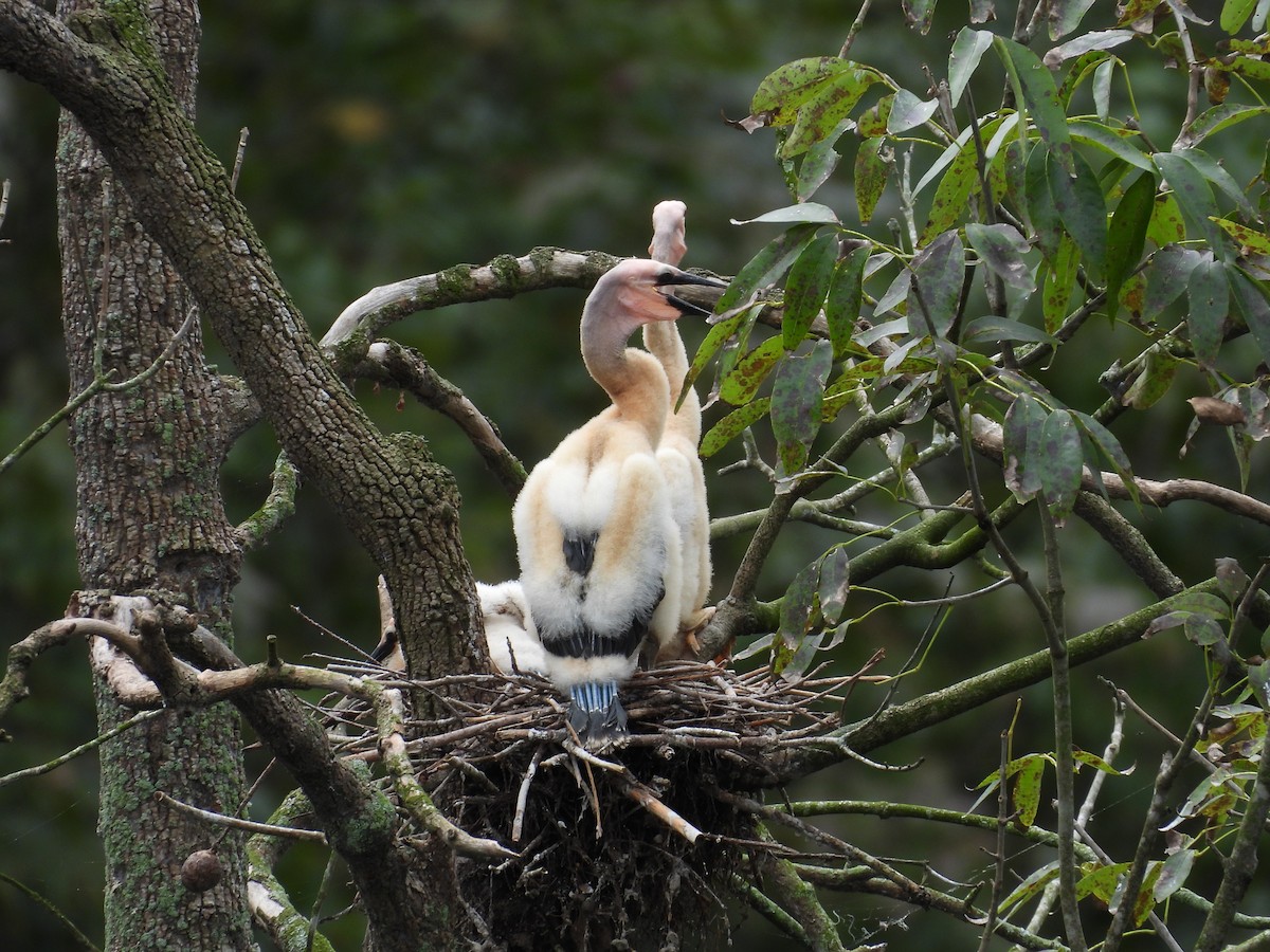 Anhinga Americana - ML623410549