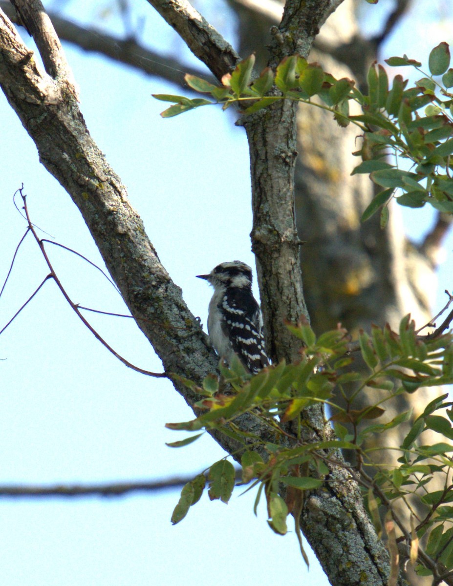 Downy Woodpecker - ML623410555