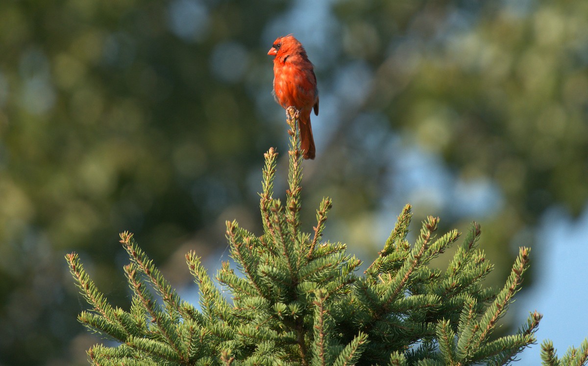 Northern Cardinal - ML623410563