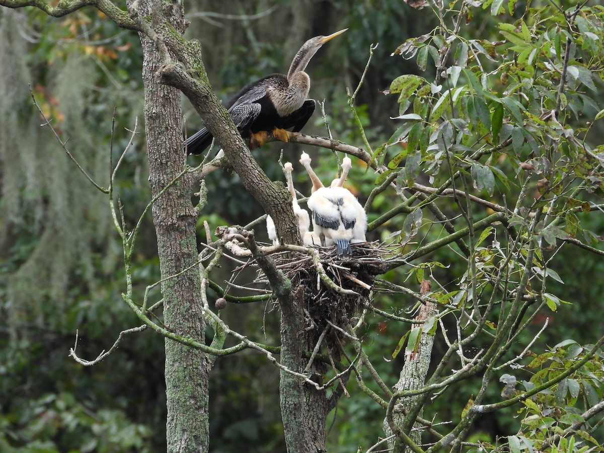 Anhinga Americana - ML623410567