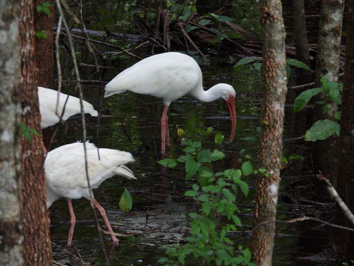 White Ibis - ML623410590