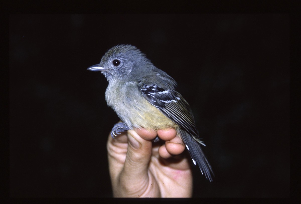 Variable Antshrike - ML623410599