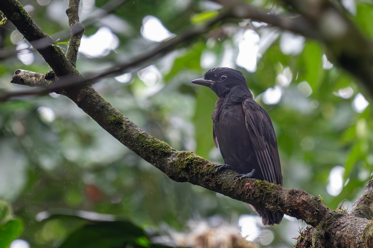 Bare-necked Umbrellabird - ML623410617