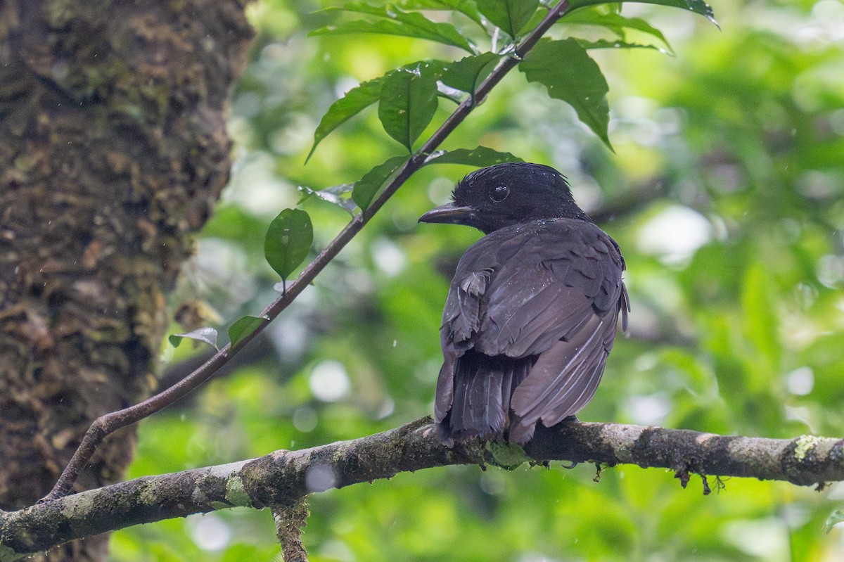 Bare-necked Umbrellabird - ML623410618