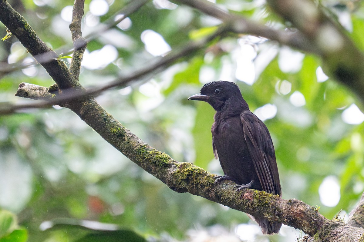 Bare-necked Umbrellabird - ML623410619